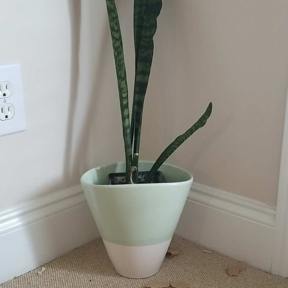 Green and Cream Decorative Pot